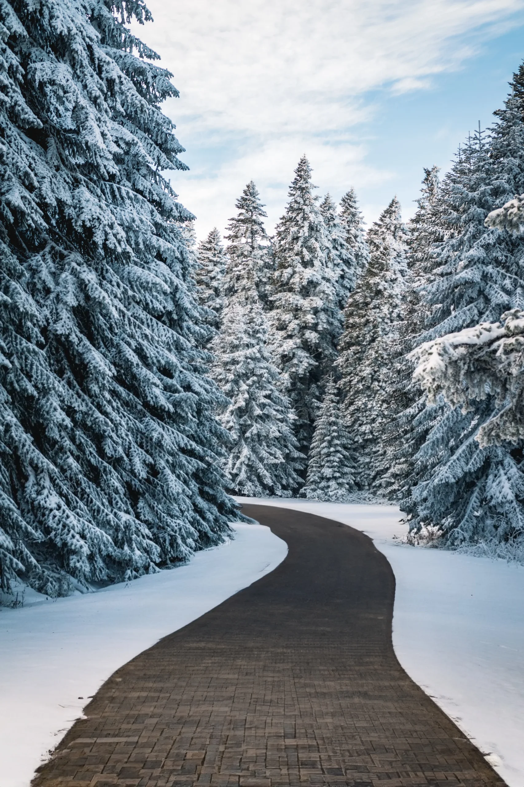 Heated walkway between snow and trees